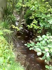 Çamburnu Halkı Dereden Akan Çöp Suyundan Şikayetçi