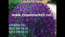 lavanta-tohumu-Ankara,lavanta-tohum-fiyatı,lavanta-çiçeği-tohumu,lavanta-yetiştiriciliği