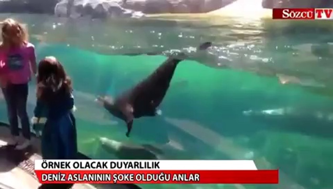 Deniz aslanının şoke olduğu anlar