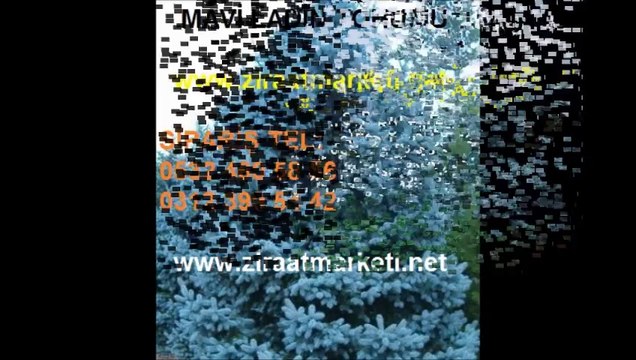 mavi ladin tohum,mavi ladin yetiştiriciliği,mavi ladin ankara,mavi ladin tohumu nasıl ekilir,mavi ladin tohum fiyatları