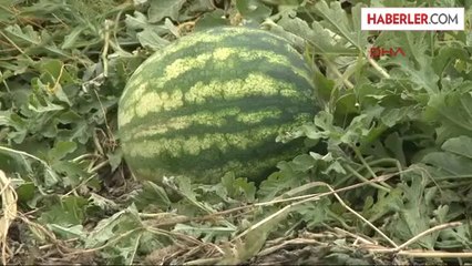 Adana'da Turfanda Karpuz Hasadı