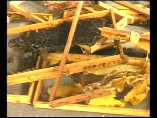 Αρκούδα  κατέστρεψε μελίσσια. Έξαλλοι οι ιδιοκτήτες τους καταγγέλλουν οικολόγους