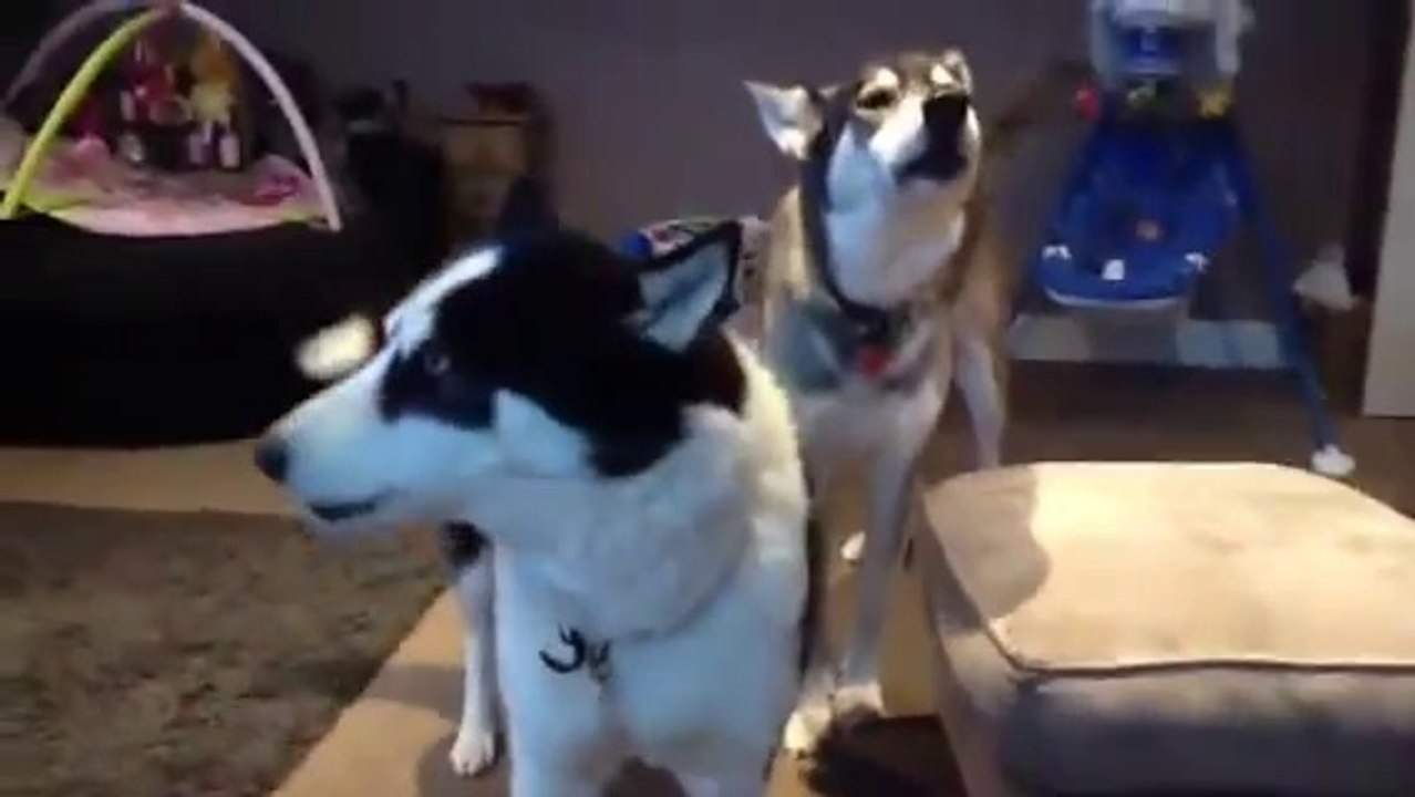Siberian Husky Hilarious singing dogs, huskies howling, dog sings to harmonica