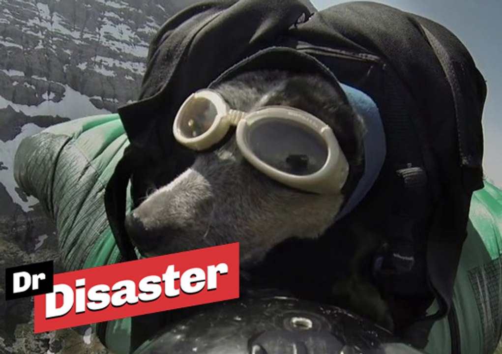 Un chien saute en base-jump avec son maître / Dr Disaster