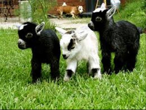 BAKRI K CHOTAY BACHON KA WANDA FORMULA DR.ASHRAF SAHIBZADA