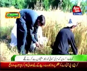 Kohat-Farmers use latest machines to harvest
