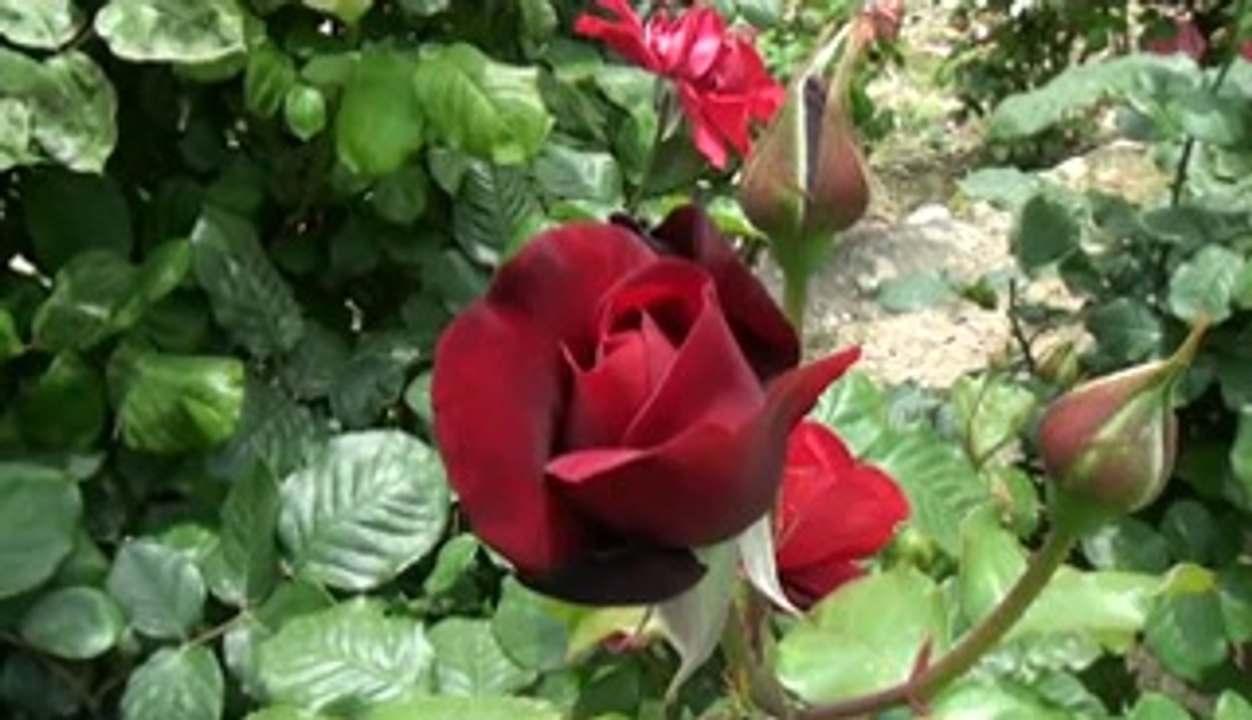 SIBEL ERAY KINA CLP 0 535 3945280 YÜKSEL ELEKTRONİK