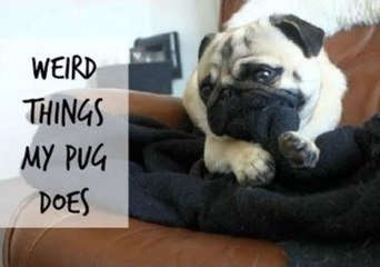 Little Pug Has Some Unusual Habits