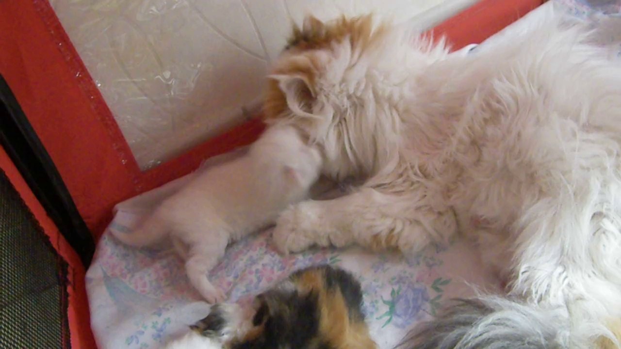 l'amour d'une maman