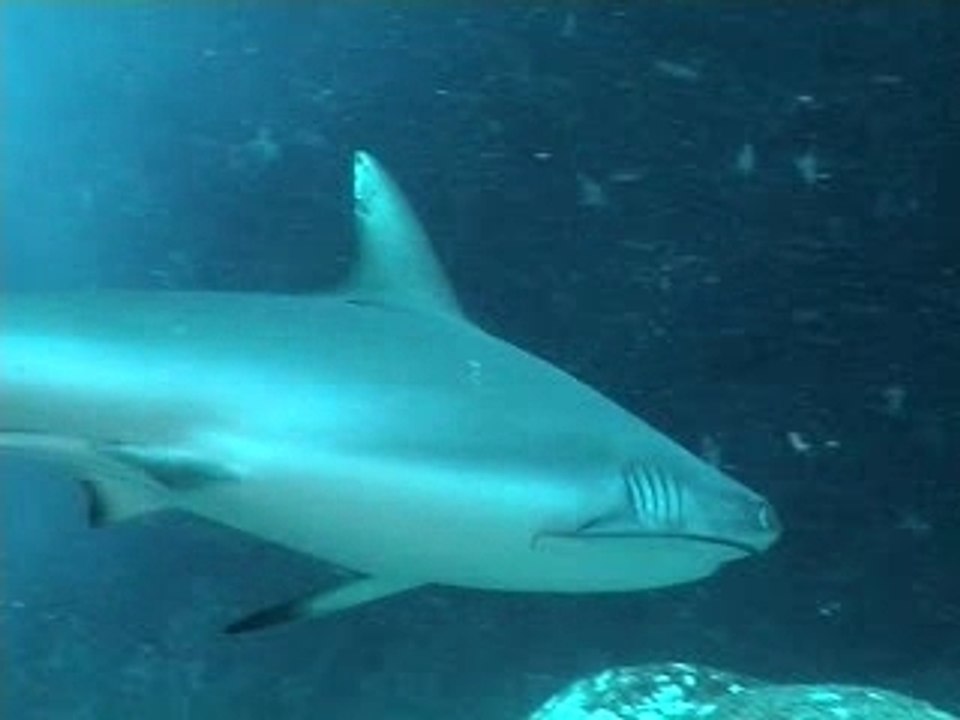 Requin-de-face-ile-maurice vidéo