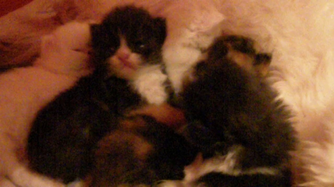 mes bébés à deux semaines