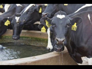 SOZASH HAWANA (MASTITIS) AUR COW DRY THERAPY DR.ASHRAF SAHIBZADA