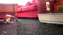 TOMMIE WALKING LOVE