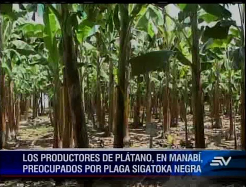 Televistazo Banano Plaga