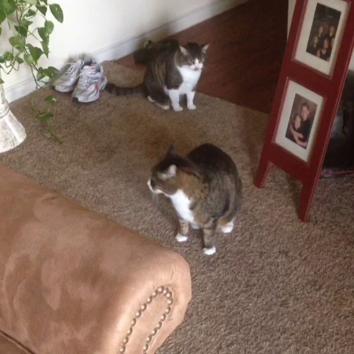 Cat like reflexes by Ron Robey #LBVets #mrronrobey