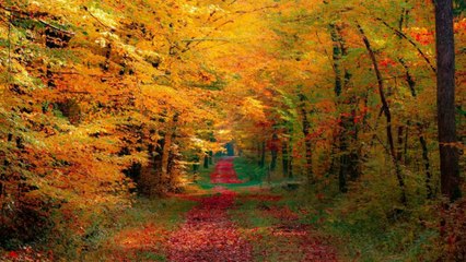 NATUREZA "quando o homem não interfere"