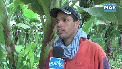 إنتاج الموز بإقليم كلميم- زراعة حديثة بآفاق واعدة