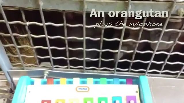 Animals at National Zoo get musical