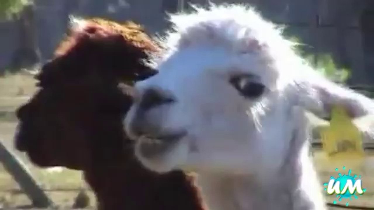 con người và động vật - soikeo.vn