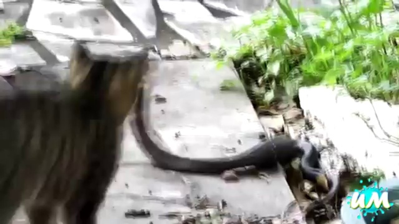 những hành động của mèo khi gặp đối thủ - soikeo.vn