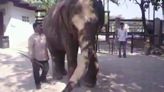 Funny Video,Dance With Me, Cute Elephant, Phnom Tamao,Cambodia