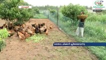 Love for organic chicken - Malayalam Recipe -Malabar Kitchen
