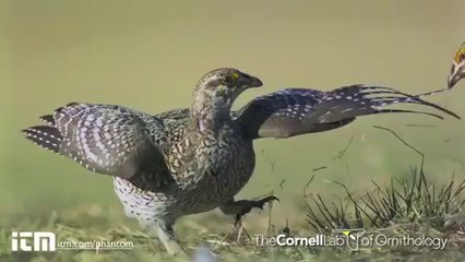 Kavgacı Kuşlar Belgeseli - www.belgeselizle.gen.tr