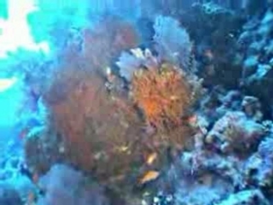 Panorama_Reef