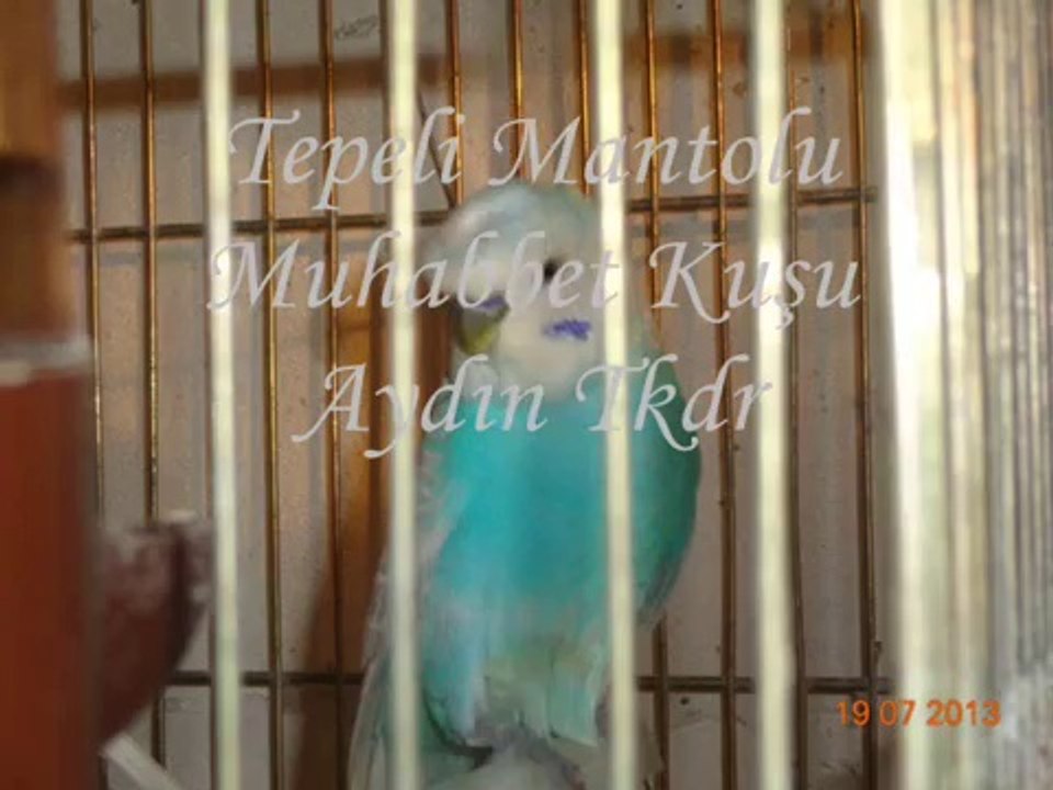 Tepeli Muhabbet Kuşu - Crested - Budgies Budgerigar