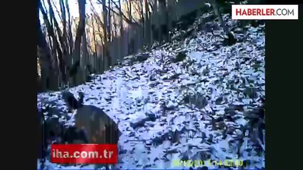 Uludağ'ın Eteklerindeki Vahşi Hayat Kamerada