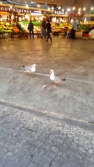 Martıların balık kavgası