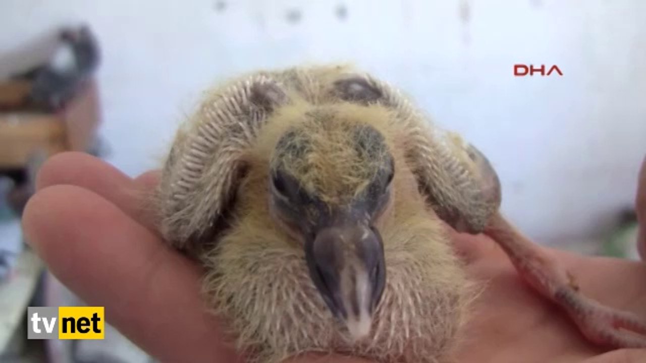 tek-gozlu-guvercin-yavrusu