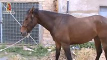 Gela (CL) - Trovati due cavalli feriti e malnutriti (28.05.14)