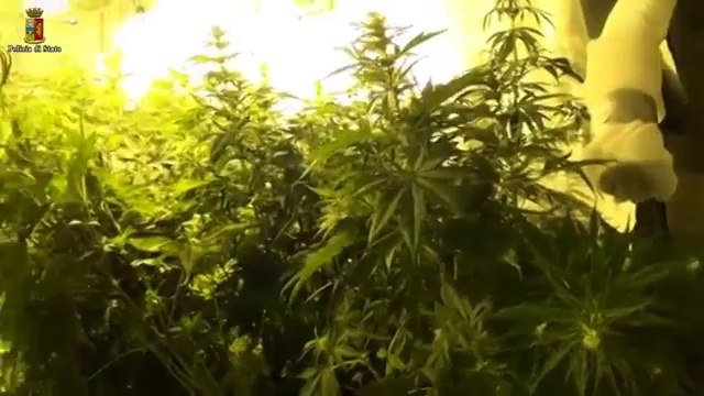 Napoli - Serra di marijuana scoperta nell'ex convento (28.05.14)