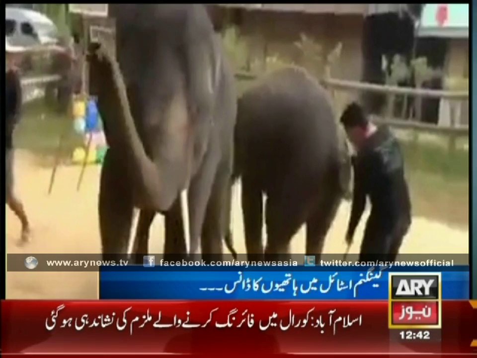 Elephants Dance Gangnam Style