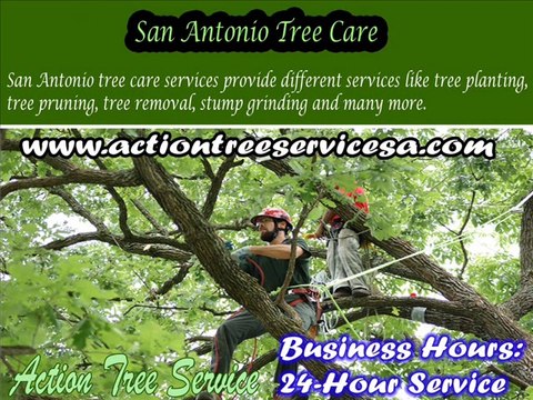 Affordable Tree Service - Expert Tree Care - Commercial Tree Doctor
