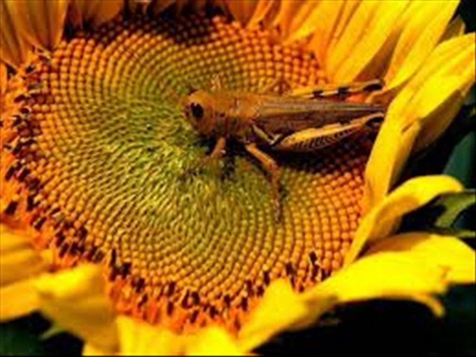 Semtine Uğramasın Hüzün, Mutlu OL HER GÜNÜNDE. Doğum Günün Kutlu olsun.