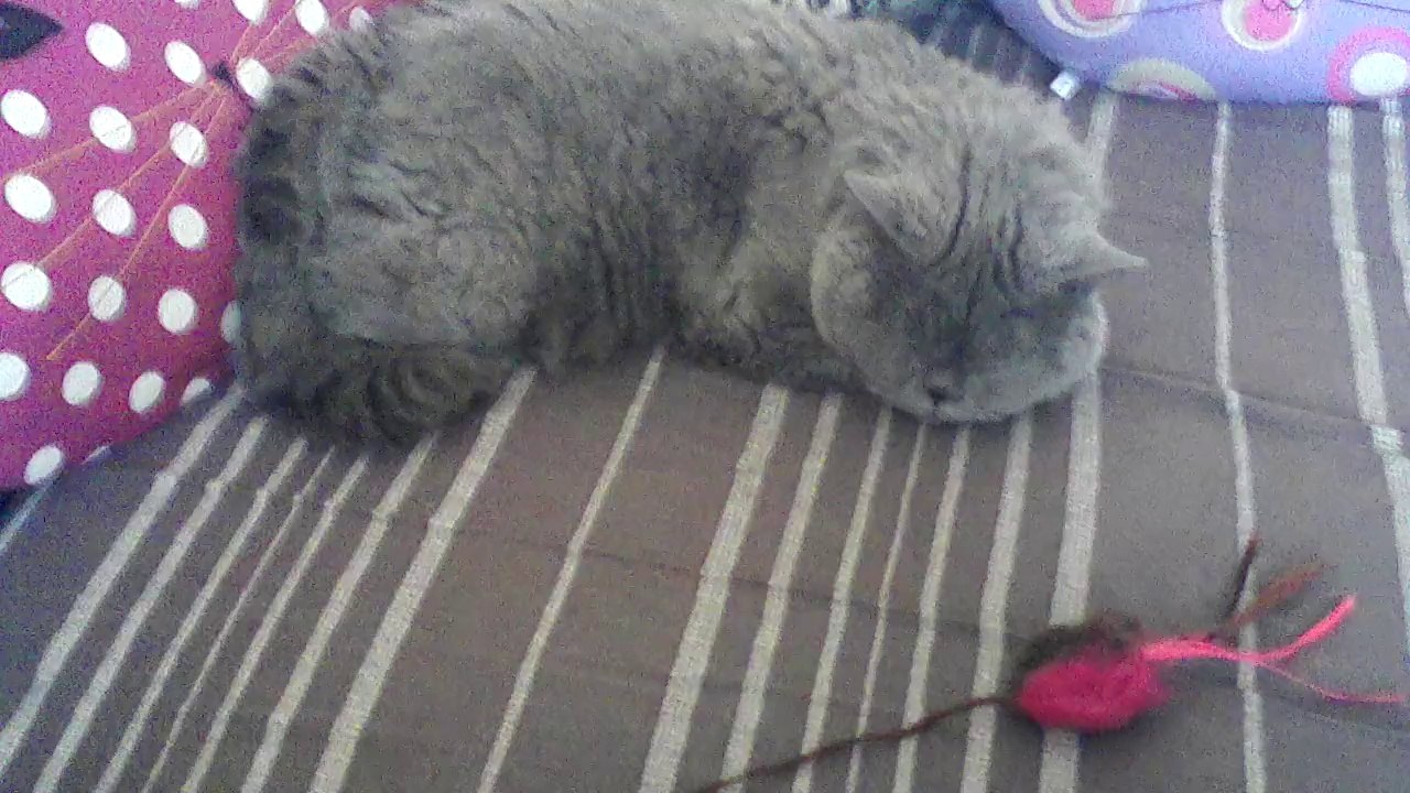 Eragon gros calin