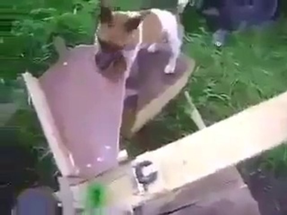 Chien super intelligent : il se lance la balle tout seul!