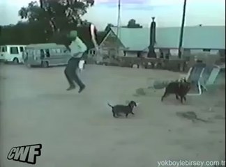 Cidden çok zeki bir köpek bu :D