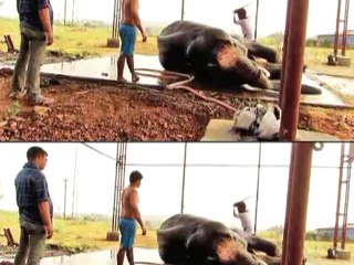 Celina stands up for PETA, files case against an MLA