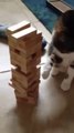 Sahibiyle Jenga Oynayan Kedi