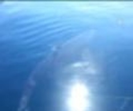 Güllük Körfezi'nde köpekbalığı