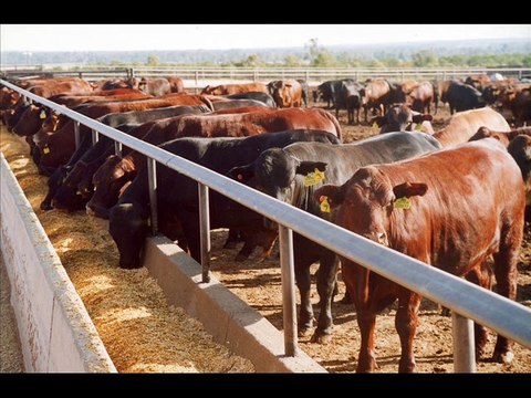 Feedlot fattening 4 Wanday Janwer Farba k liye Dr.Ashraf Sahibzada