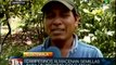 Guatemala dice no a transgénicos y cultiva 