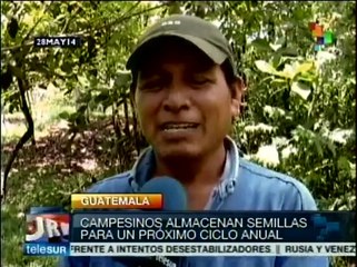 Download Video: Guatemala dice no a transgénicos y cultiva 