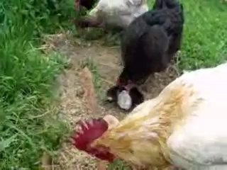poussins
