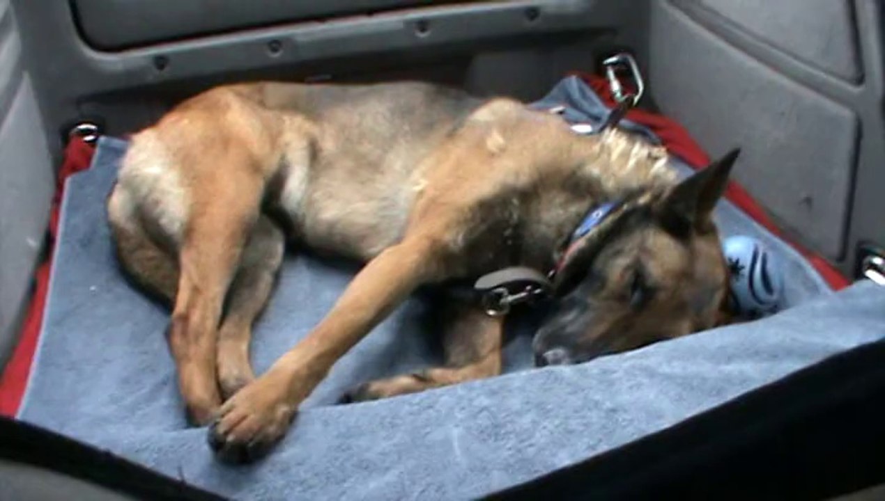 Sheyen, allongée dans la voiture, très à son aise !!!