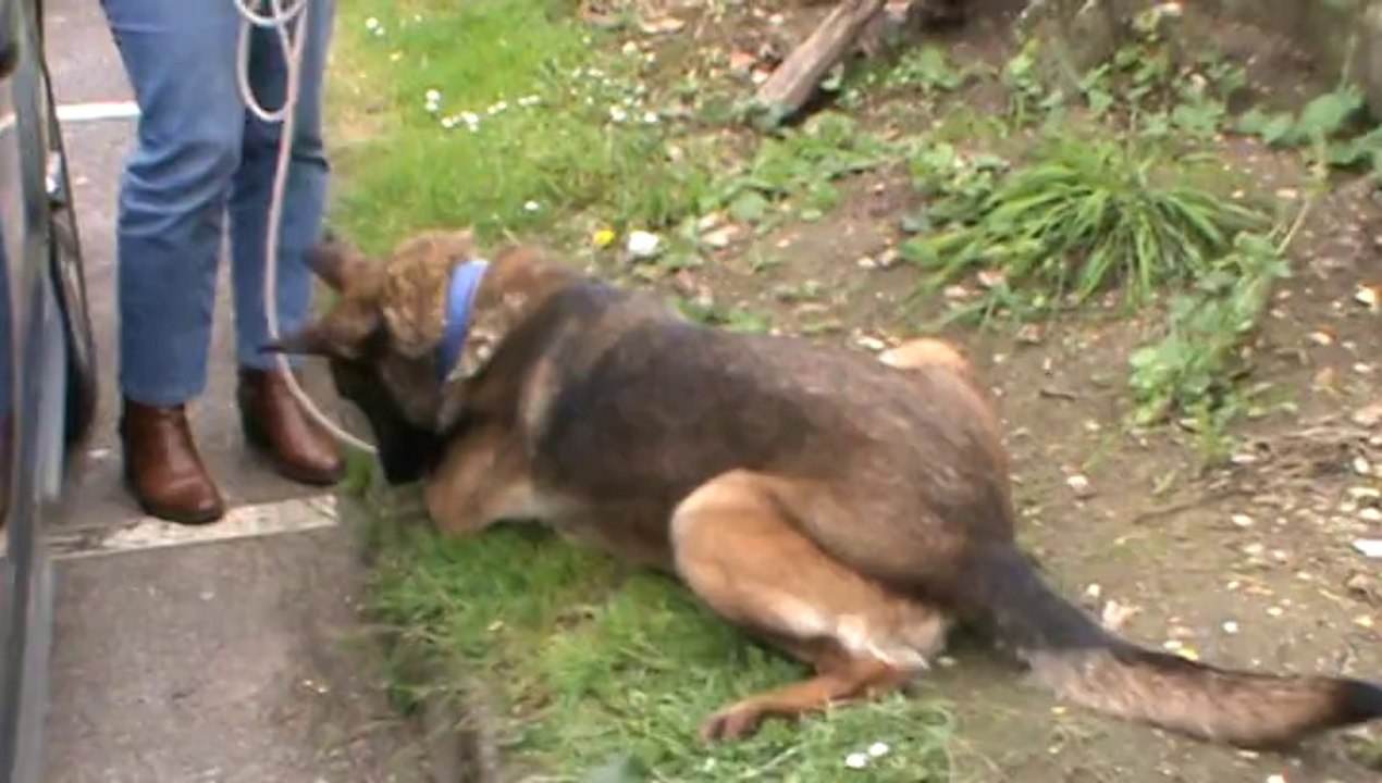 On a eu droit au assis, au couché ..... mais avec friandise à la clé !!!