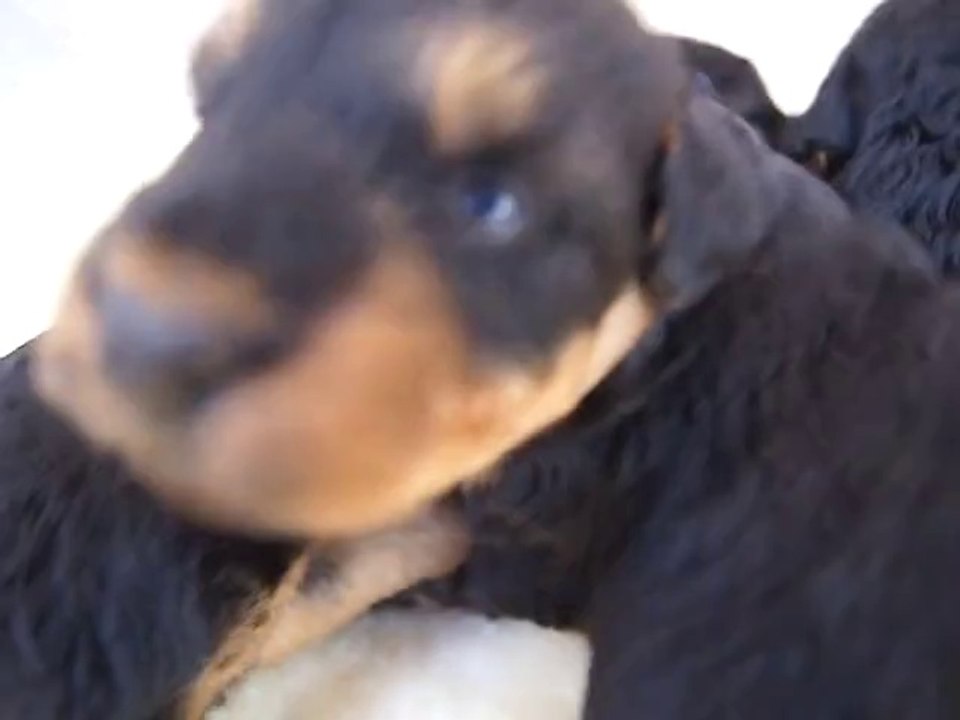 Bébés Airedale